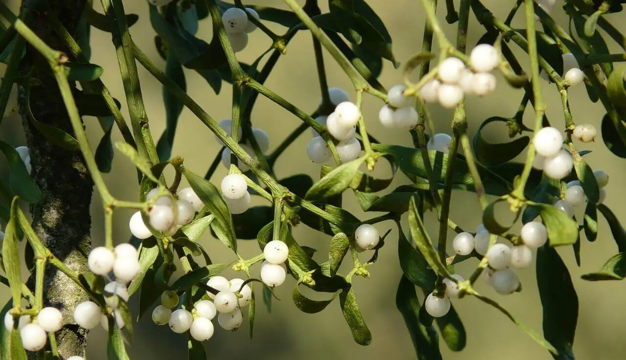 Növényfelismerő kvíz: Milyen fehér bogyós növény van a képen?