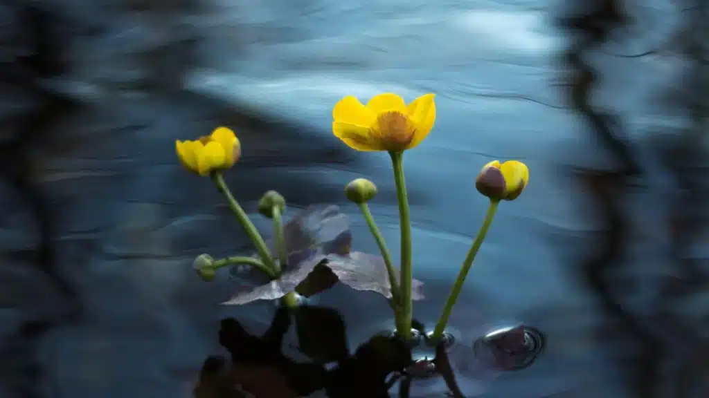 Napi növényfelismerő feladvány: Milyen virág van a képen?