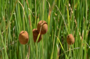 Növényfelismerő kvíz: Milyen növény van a képen? Vigyázz, becsapós lehet!