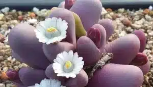 Napi növényfelismerő kvíz: Felismered ezt a nem mindennapi virágot? Nem mindenkinek megy!