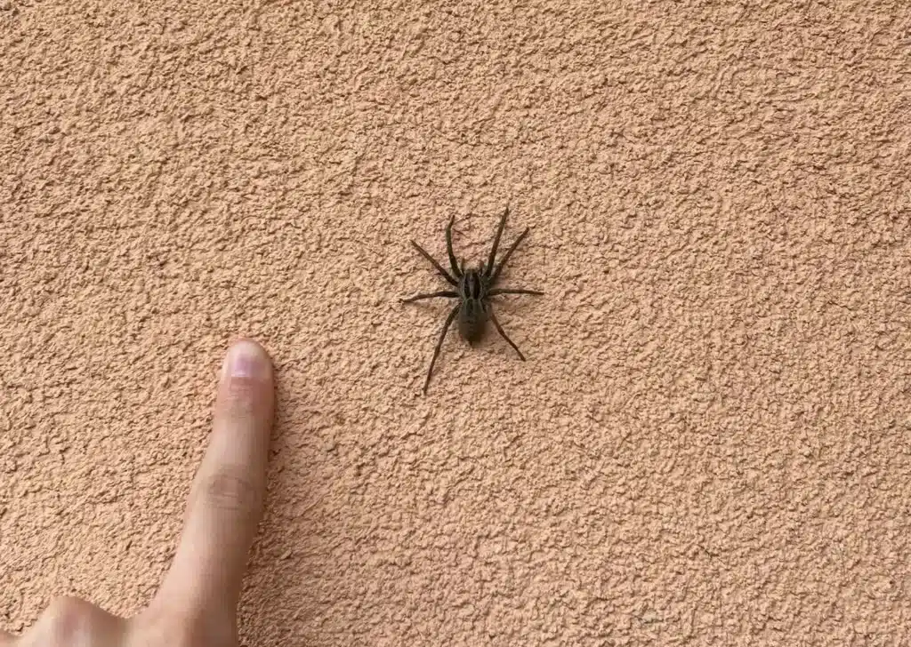 Állatfelismerő kvíz: Milyen pók van a képen?