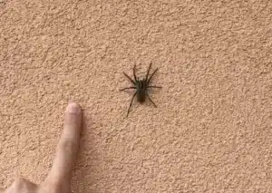 Állatfelismerő kvíz: Milyen pók van a képen?