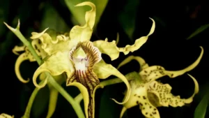 Napi virágfelismerő kvíz: Egy igazán különleges virágot hoztunk ma el, felismered?