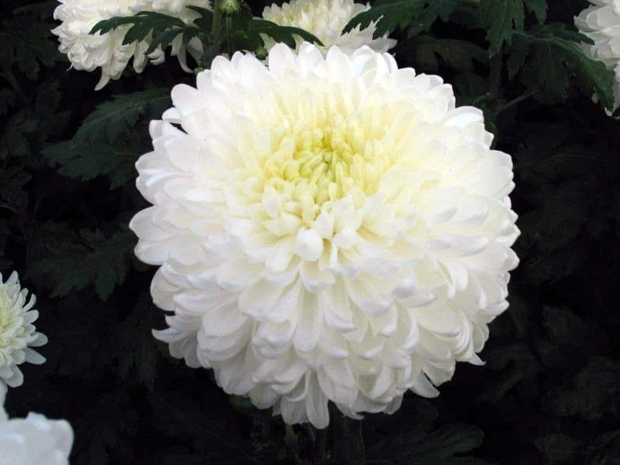 Napi virágfelismerő kvíz: Milyen virág látható a képen?