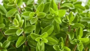 Ételfelismerő kvíz: A fűszernövények felismerése nehéz feladat egy kép alapján, főleg, ha valaki nem használja őket napi szinten.