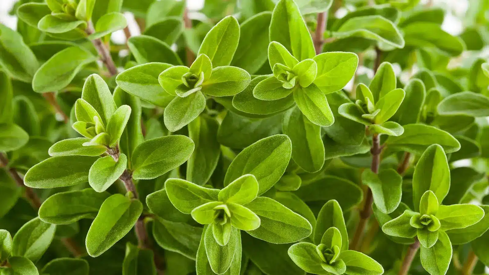 Ételfelismerő kvíz: A fűszernövények felismerése nehéz feladat egy kép alapján, főleg, ha valaki nem használja őket napi szinten.