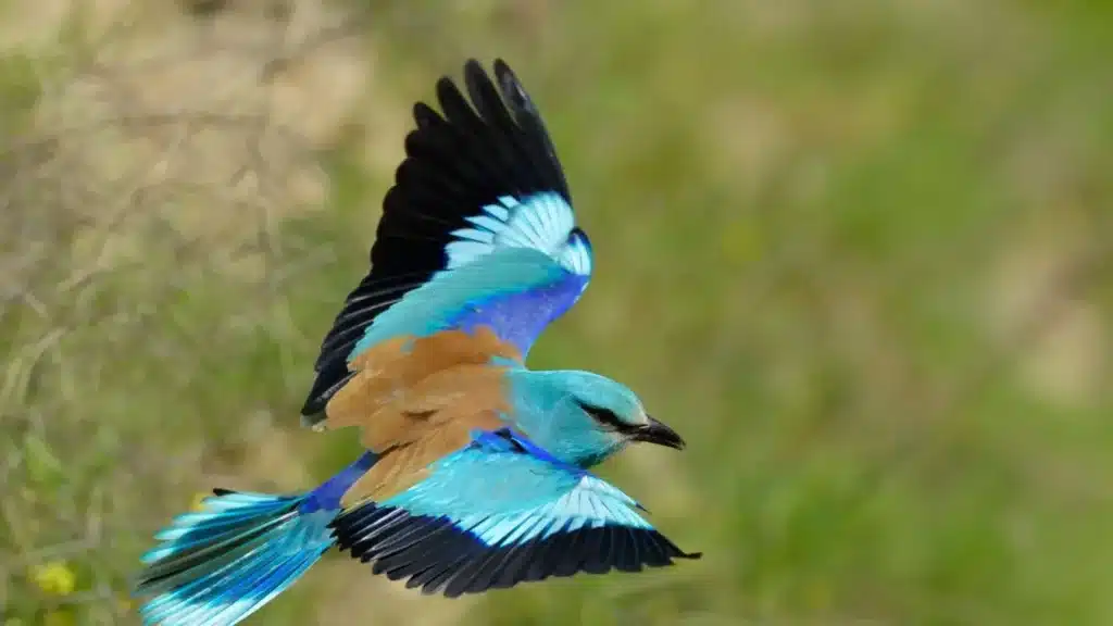Állatfelismerő kvíz: Felismered ezt az igazán gyönyörű, színes madarat? Nem lesz egyszerű!