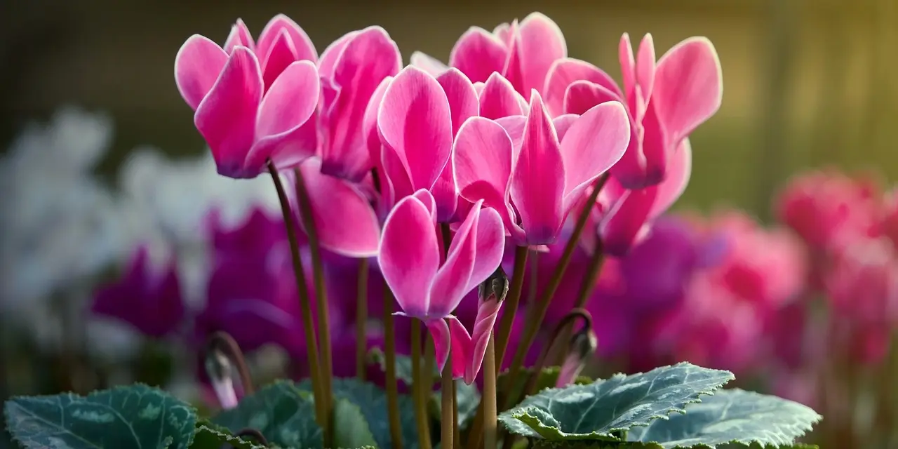 Növényfelismerő kvíz: Felismered ezt a tündöklő virágot a képen?