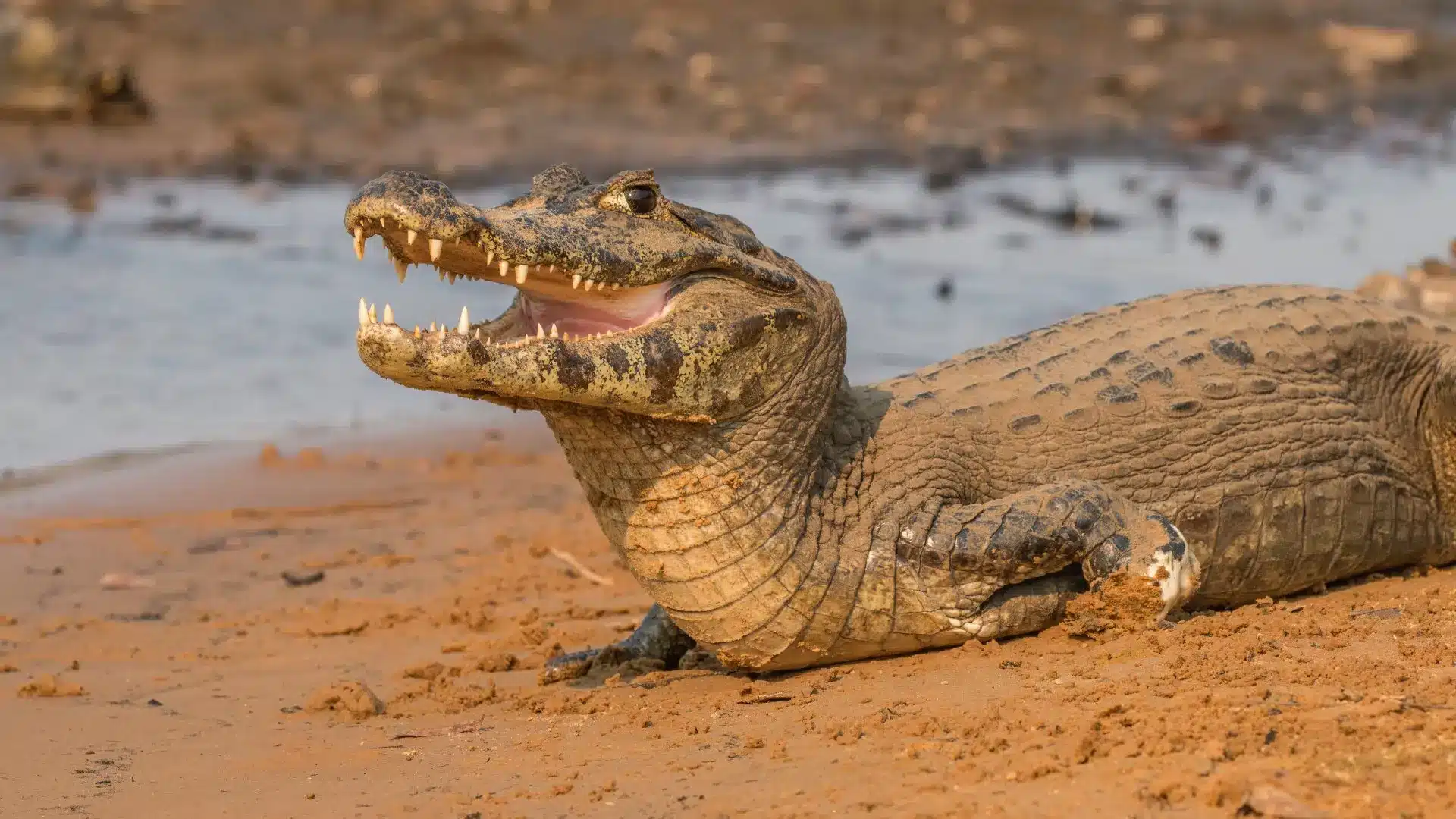 Állatfelismerő kvíz: Elég egy apró kis részlet, de vajon megtalálod, hogy tudd, mit látsz a képen?