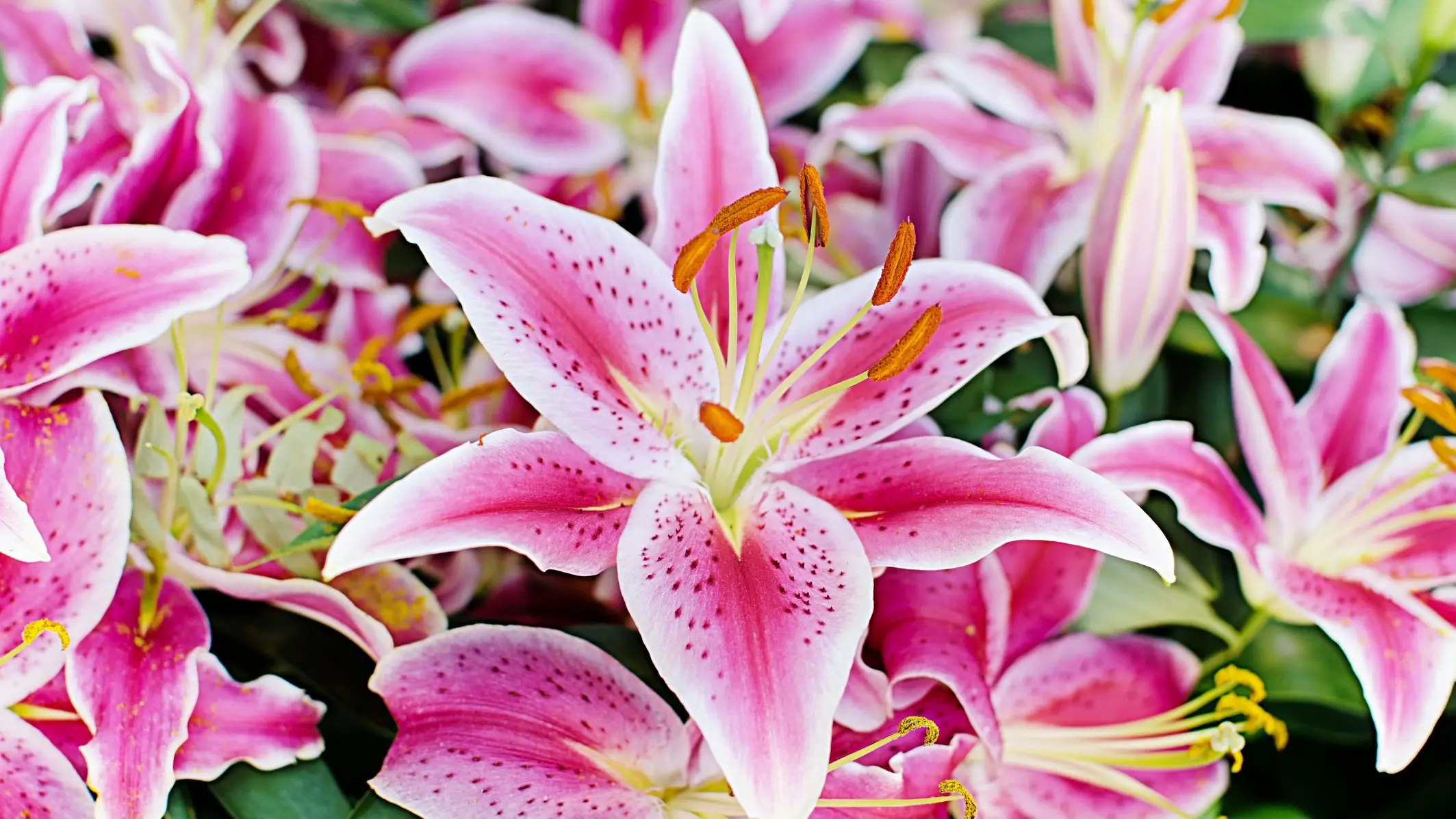 Virágfelismerő kvíz: Egyszerűnek tűnhet, de valóban az? Vagy épp ez a becsapás? Jól nézd meg, mielőtt döntesz!