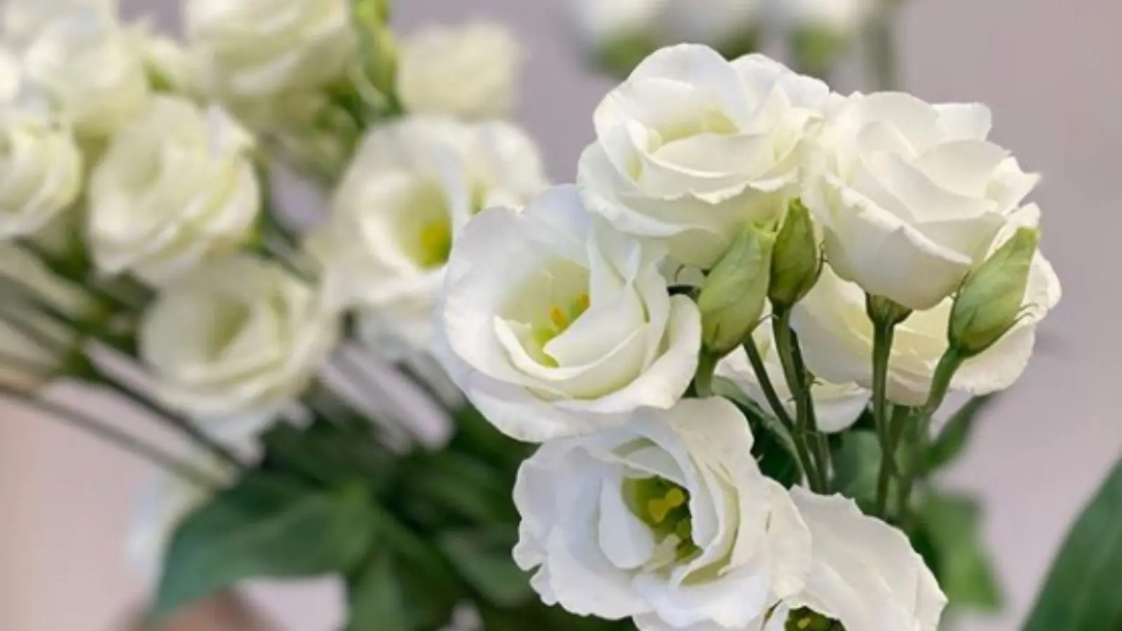 Virágfelismerő kvíz: Felismered ezt a csoda növényt a képen?