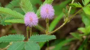 Virágfelismerő feladvány: Várjuk együtt a tavaszt ezzel a csodálatos virágos kvízzel!