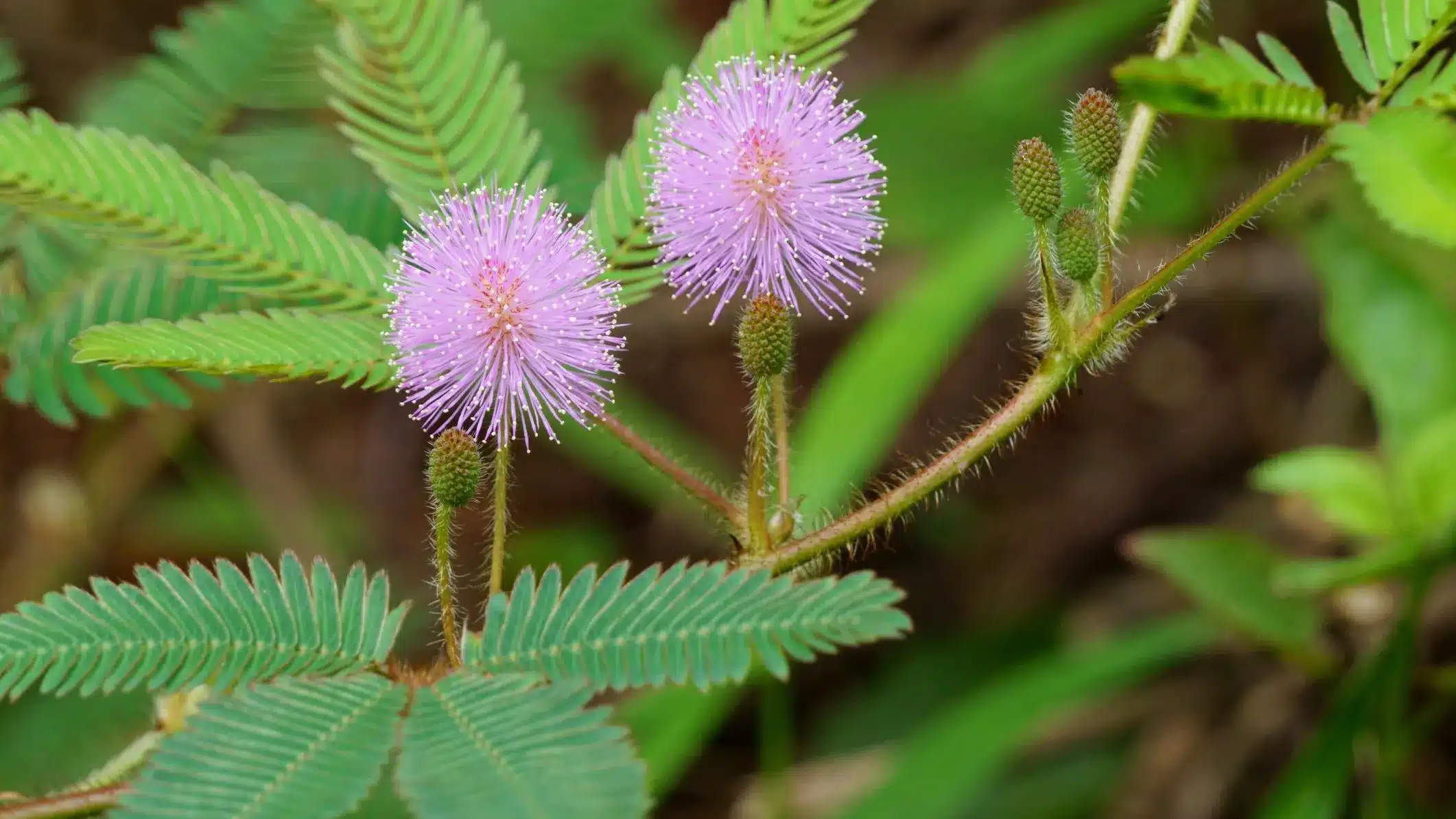 Virágfelismerő feladvány: Várjuk együtt a tavaszt ezzel a csodálatos virágos kvízzel!