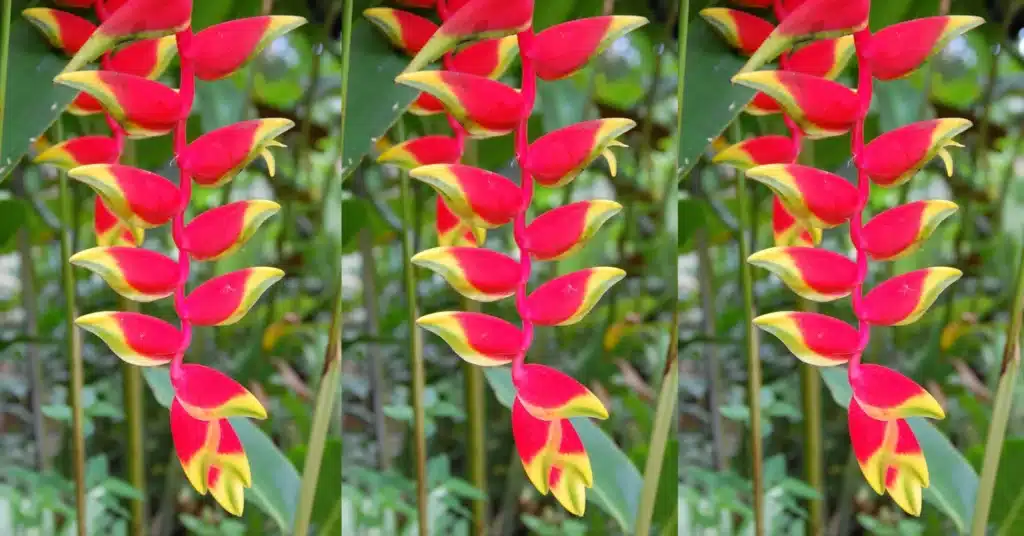 Növényfelismerő kvíz: Felismered ezt az igazán különleges, gyönyörű növényt a képen?