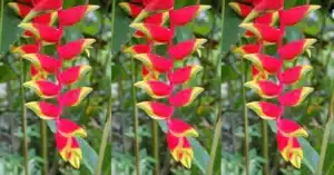 Növényfelismerő kvíz: Felismered ezt az igazán különleges, gyönyörű növényt a képen?