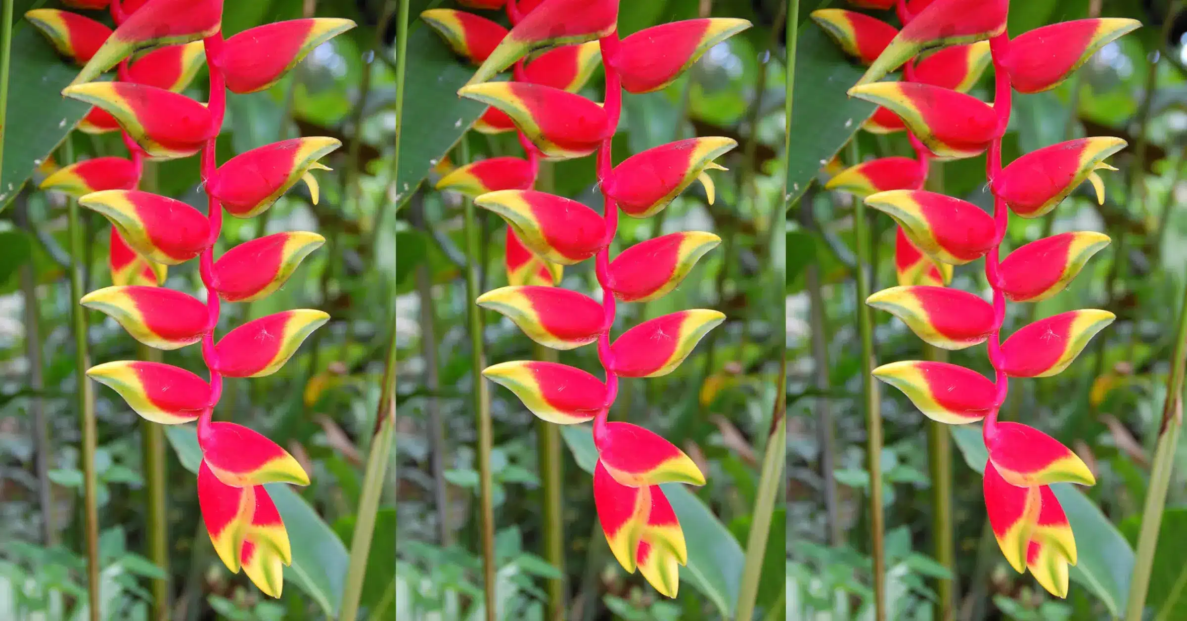 Növényfelismerő kvíz: Felismered ezt az igazán különleges, gyönyörű növényt a képen?