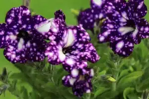 Virágfelismerő feladvány: Sokaknak díszíti a verandáját, mégis másnak hiszik!