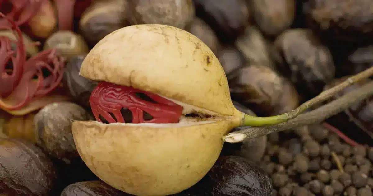 Ételfelismerő kvíz: Milyen fűszer van a képen? Használtál már ilyet? Mibe szoktál tenni, ha igen?