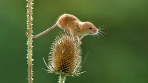 Állatfelismerő kvíz: Csupán egy kisegér, de sok bajt tud okozni. Most a fajtája megnevezése okozhat fejtörést!