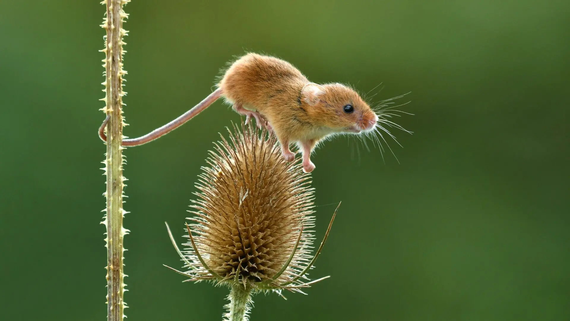 Állatfelismerő kvíz: Csupán egy kisegér, de sok bajt tud okozni. Most a fajtája megnevezése okozhat fejtörést!