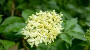 Virágfelismerő kvíz: Milyen virág látható a képen? Felismered vagy kifog rajtad is?